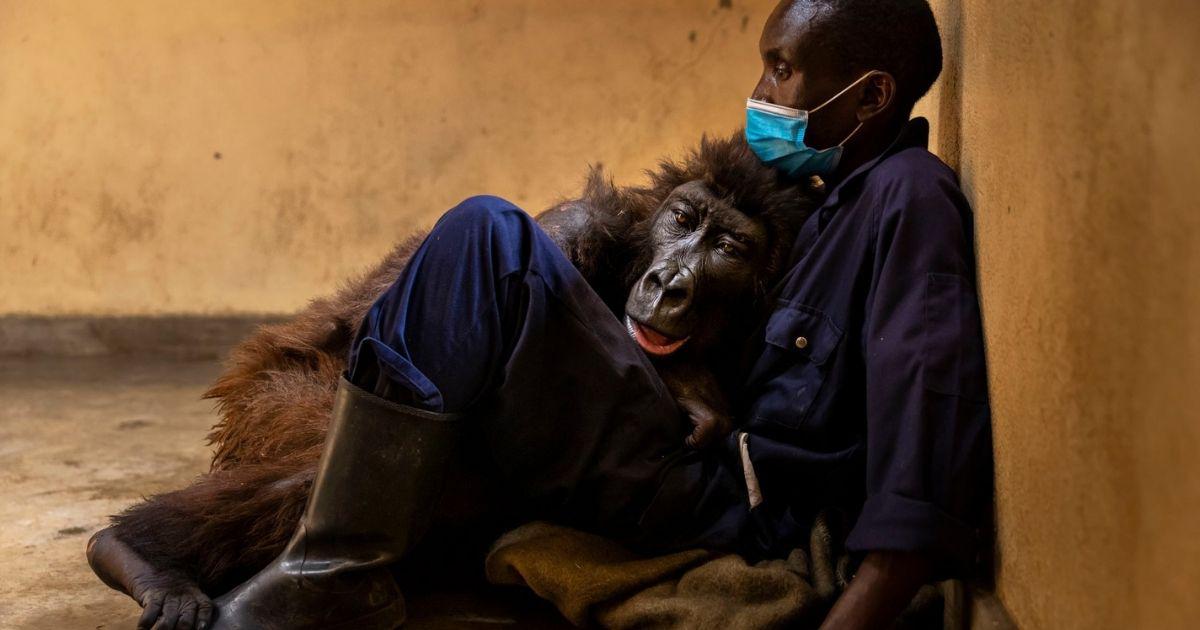 gorilla Ndakasi Virunga Congo