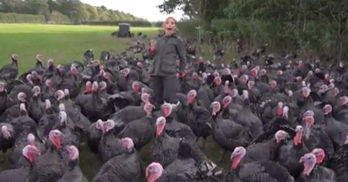 CNN, turkeys, funny
