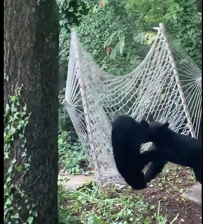 Bear hammock Gatlinburg Tennessee