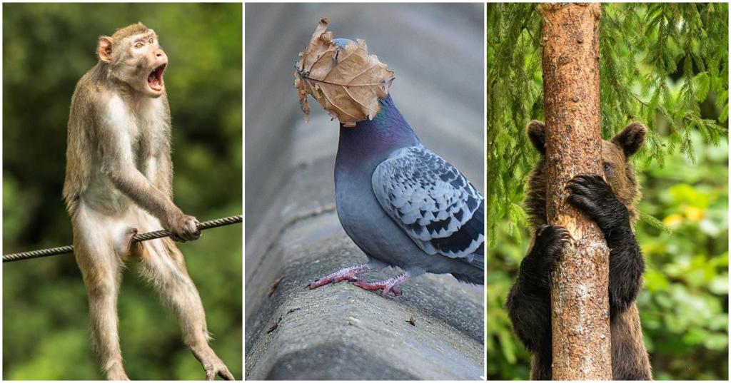 funny animal photos, comedy wildlife, wildlife photography