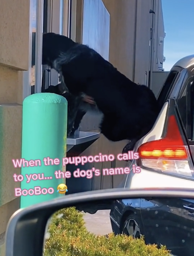 Starbucks, starbucks puppuccino, dogs tiktok, animal videos