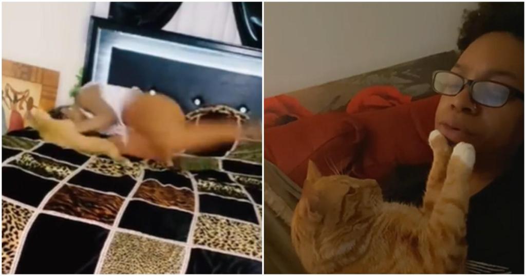 funny cat videos, licia and mega, play with cats