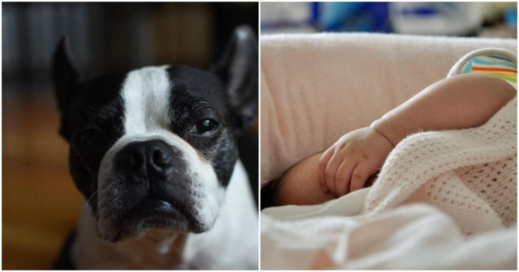 boston terrier, dog saves baby, sleeping baby