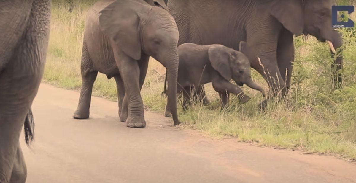 elephants