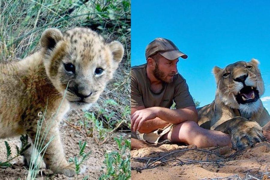 nature, lions, poaching, wildlife, nature conservation