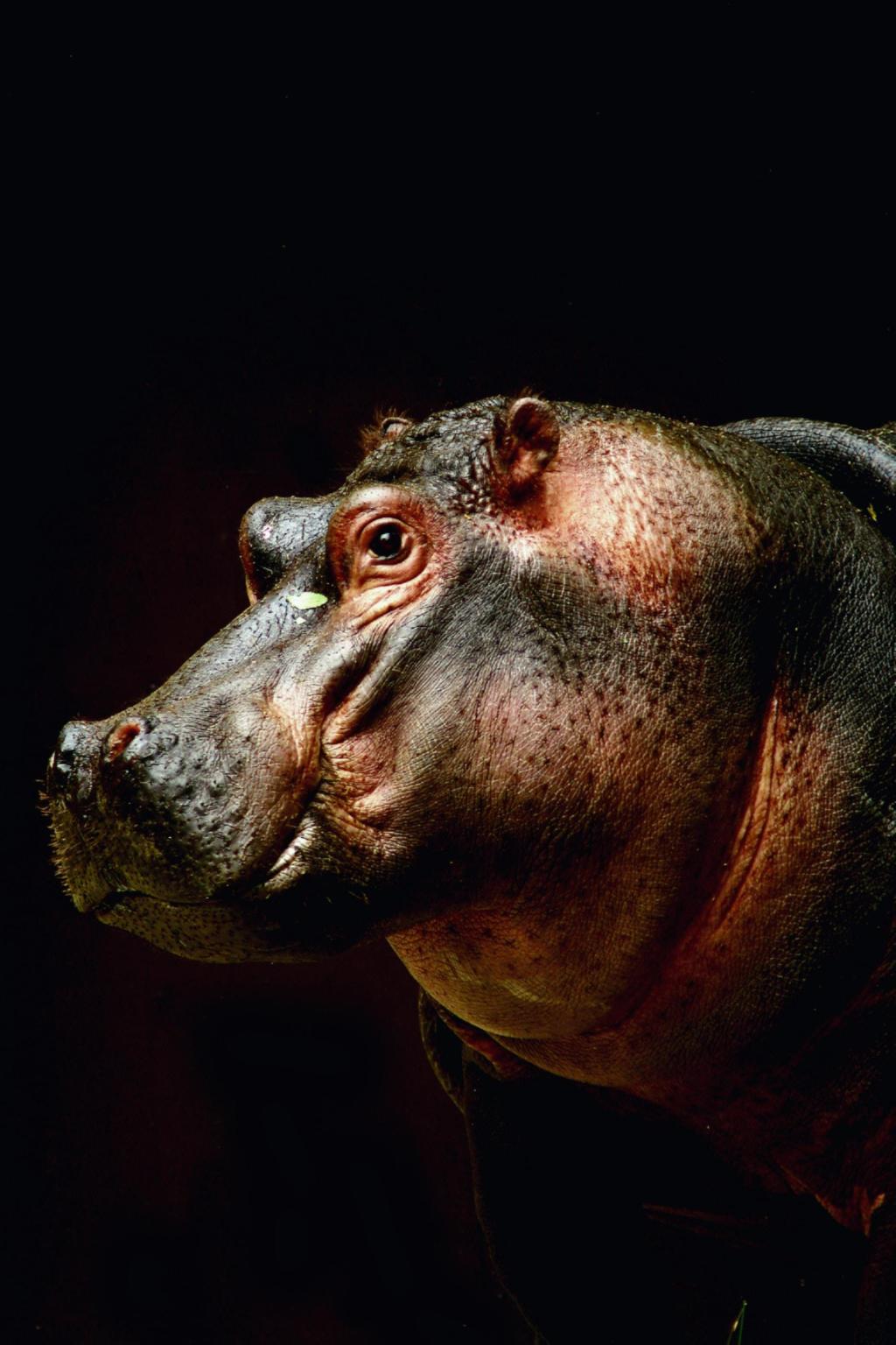 hippos, zoos, fun animal facts, nat geo
