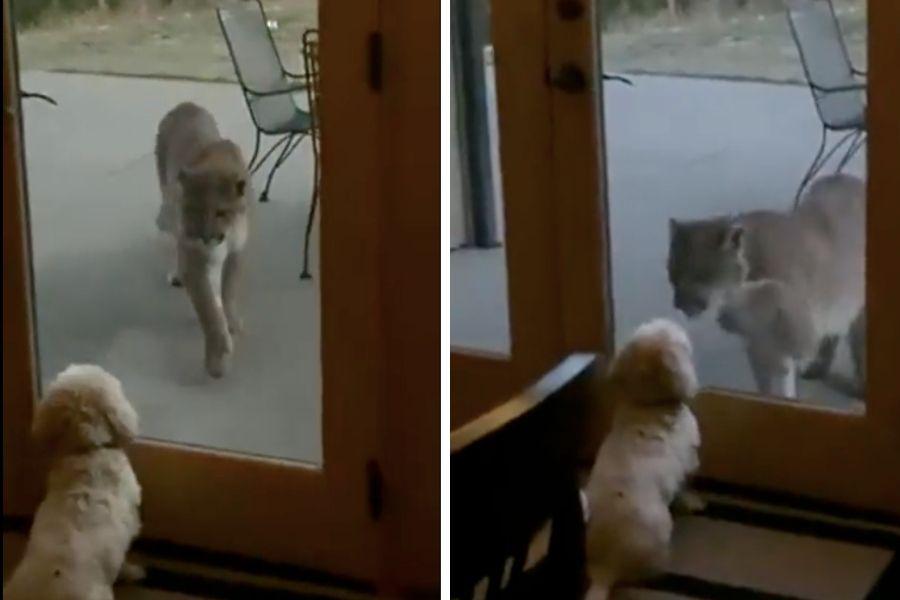 cougar, mountain lion, dog, colorado