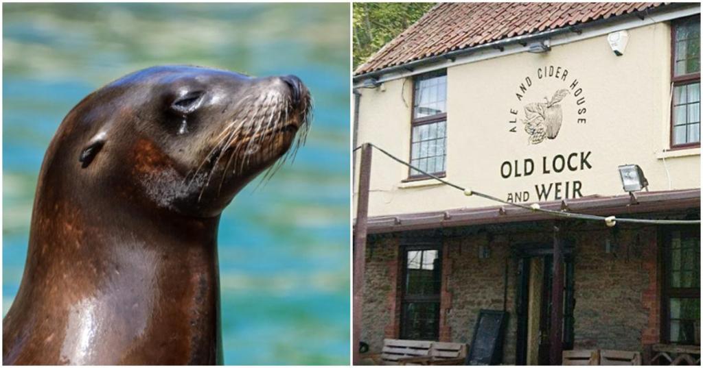seal at pub, scottish seal, old lock and weir