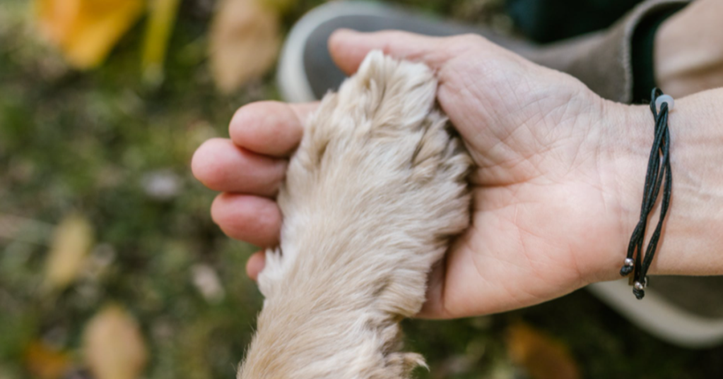 dogs, dog adoption, wonderful nurse