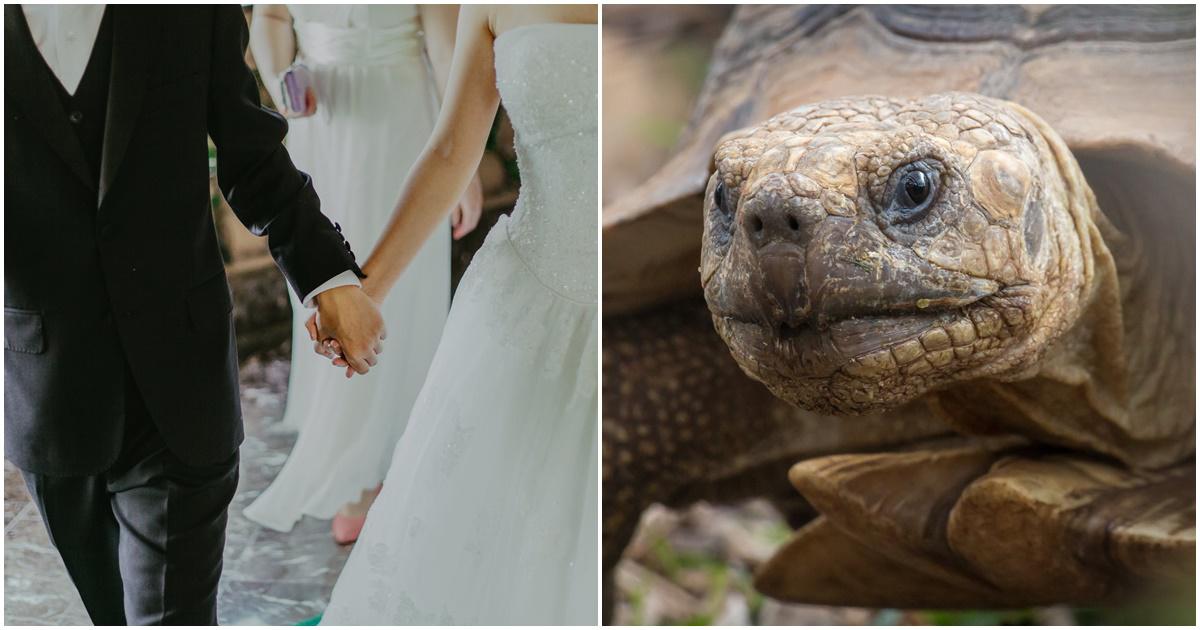 ericka and jay johnson, sulcata tortoise, tortoise ring bearer