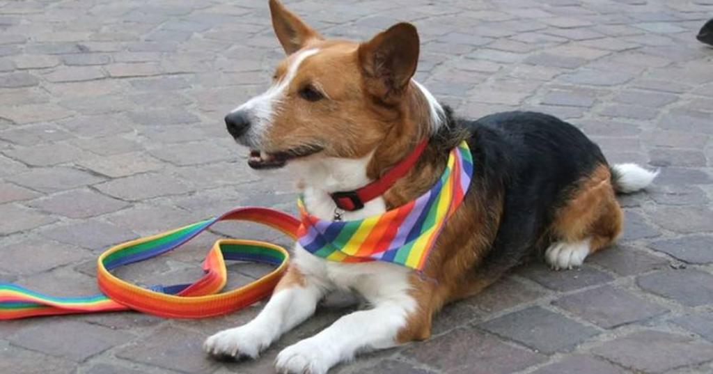 gay dog, dog shelter, homosexual animals