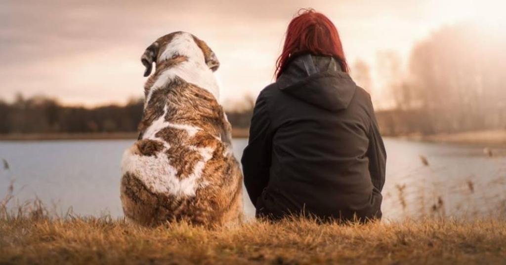 dog longevity, rapamycin, dog aging product