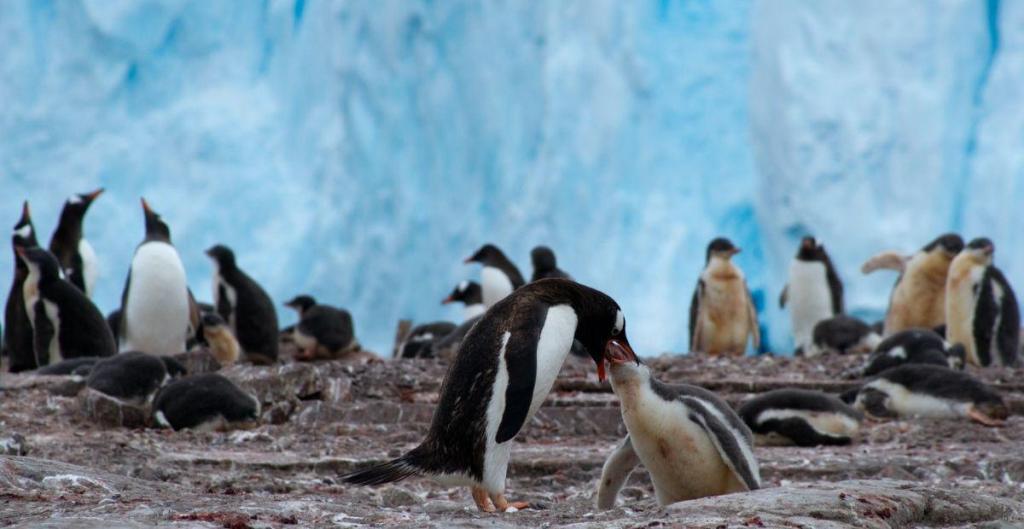 group of penguins, mother feeding baby penguins, baby penguins