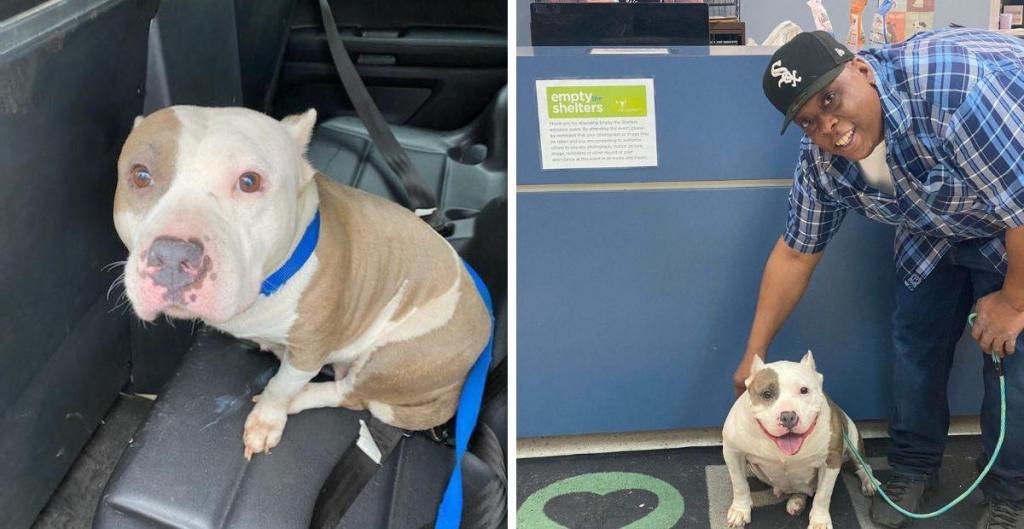 dog, ginger the dog, missing dog