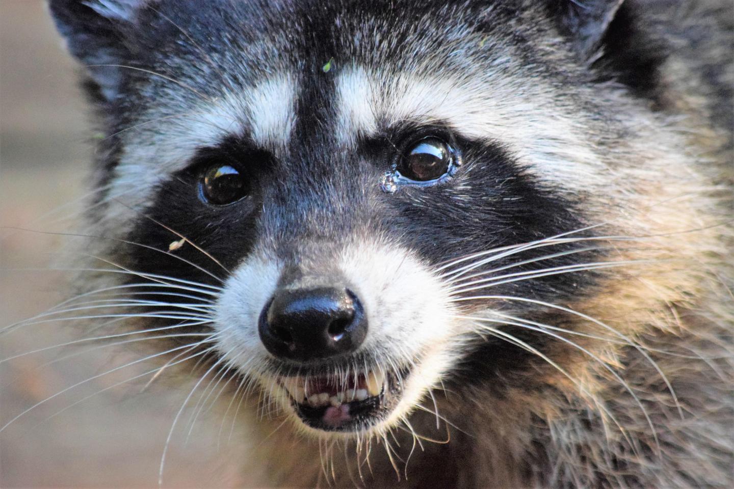 the dodo raccoon, the dodo raccoon mom trash can