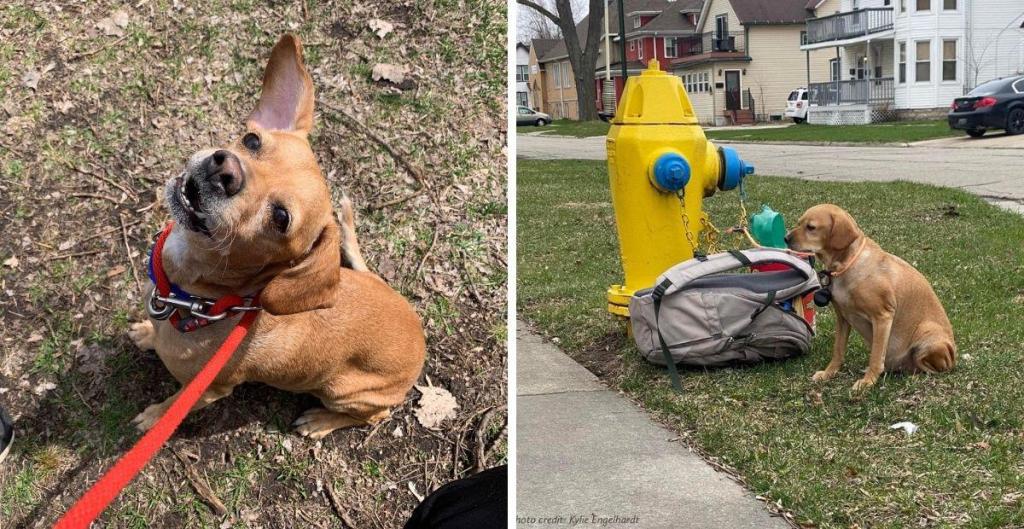 wisconsin dog, dog tied to fire hydrant, baby girl