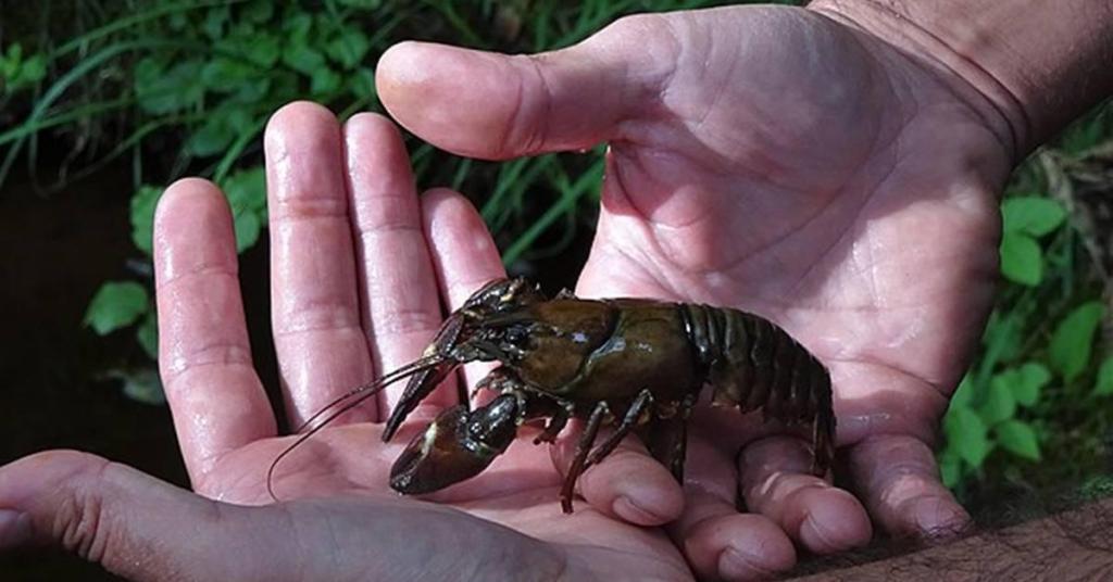 jeni mejia, crayfish, h-e-b