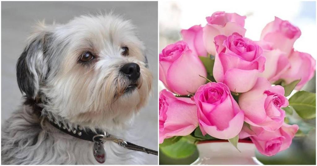 shih tzi, lytle texas, dog stories