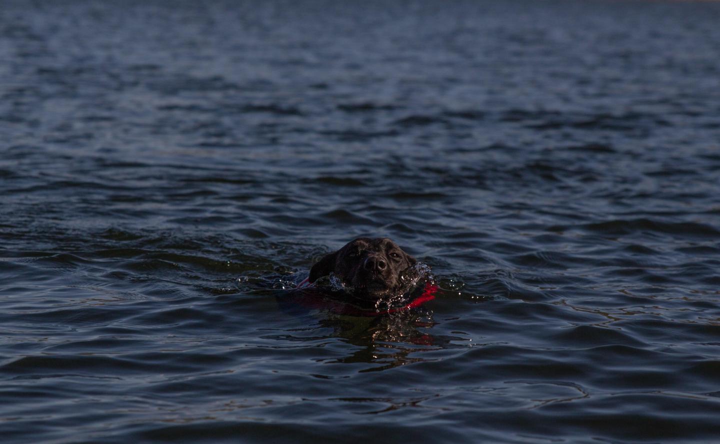 lost dog; dog overboard; dog reunited