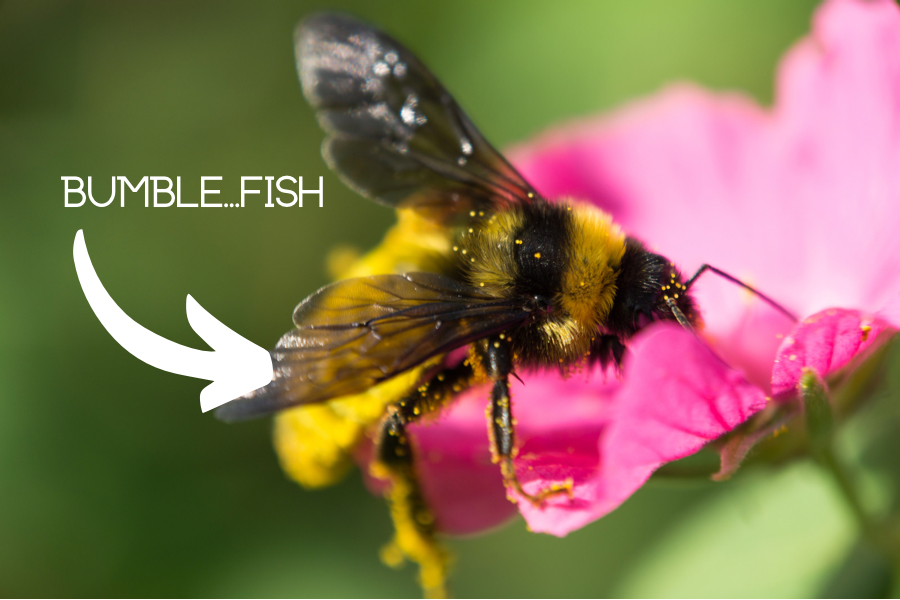 bees, fish, bumble fish