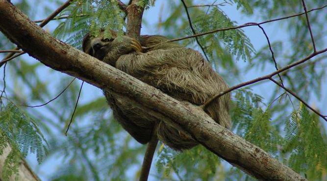 sloth, costa rica, sloth baby