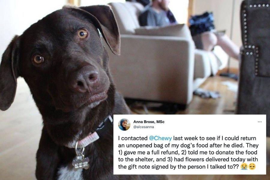 chewy customer service, chewy twitter, anna brose twitter