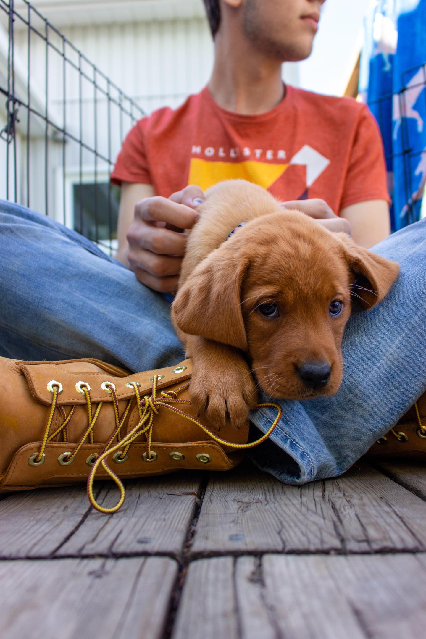dog rescue; Disney; Disney show, Roman McConn, Roman to the Rescue