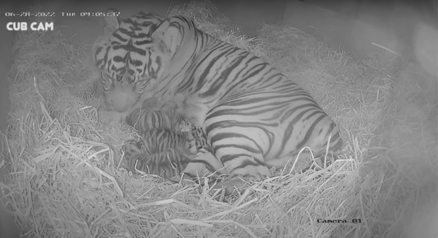 tiger triplets london, tiger triplets video, tiger triplets youtube