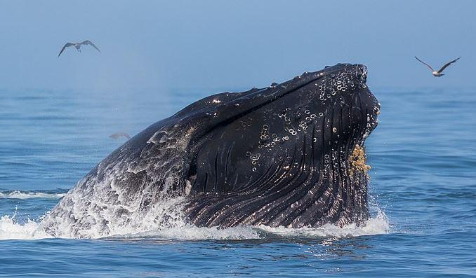 humpback whale, humpback breach, humpback hits boat