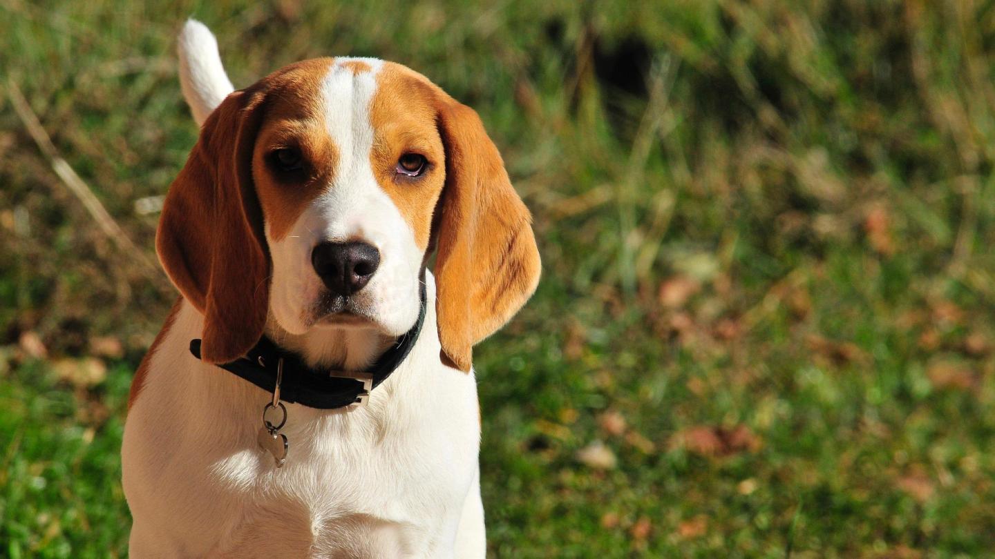 beagle, lost beagle, bonnie the beagle