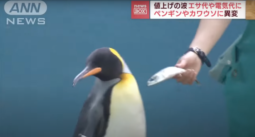 penguins video, penguins eating