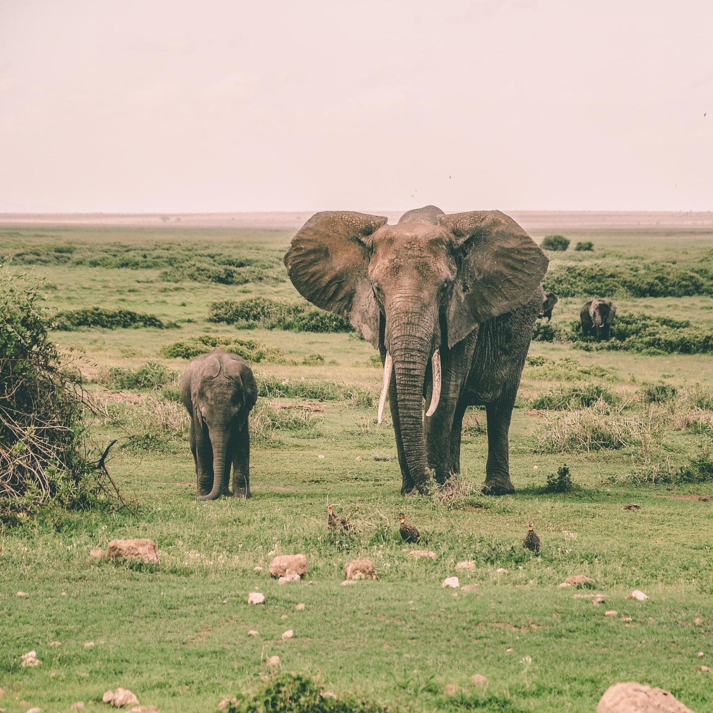 rescue; elephant rescue;