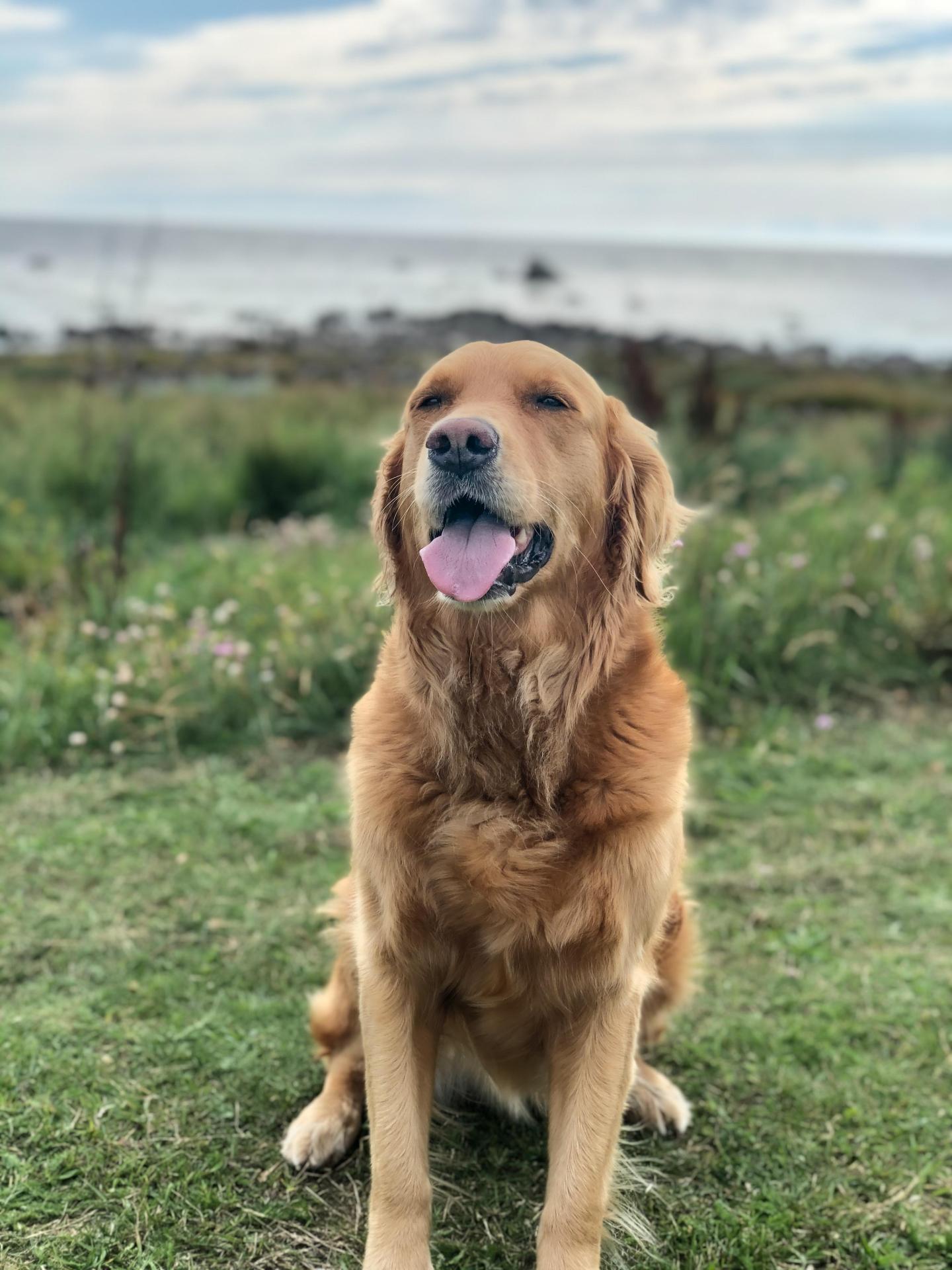 lost dog; reunited; blind dog; elderly dog