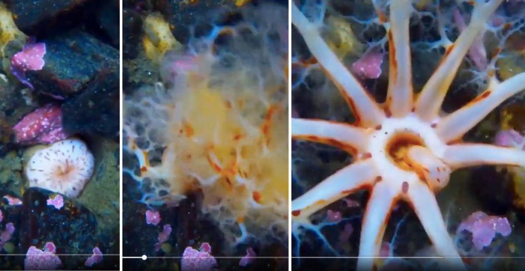 ocean, sea cucumber, science, nature