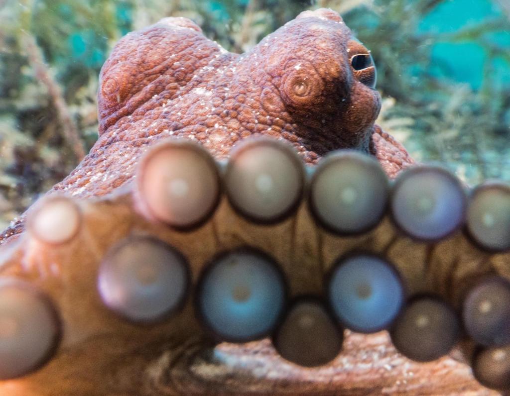 upworthy ig live, octonation