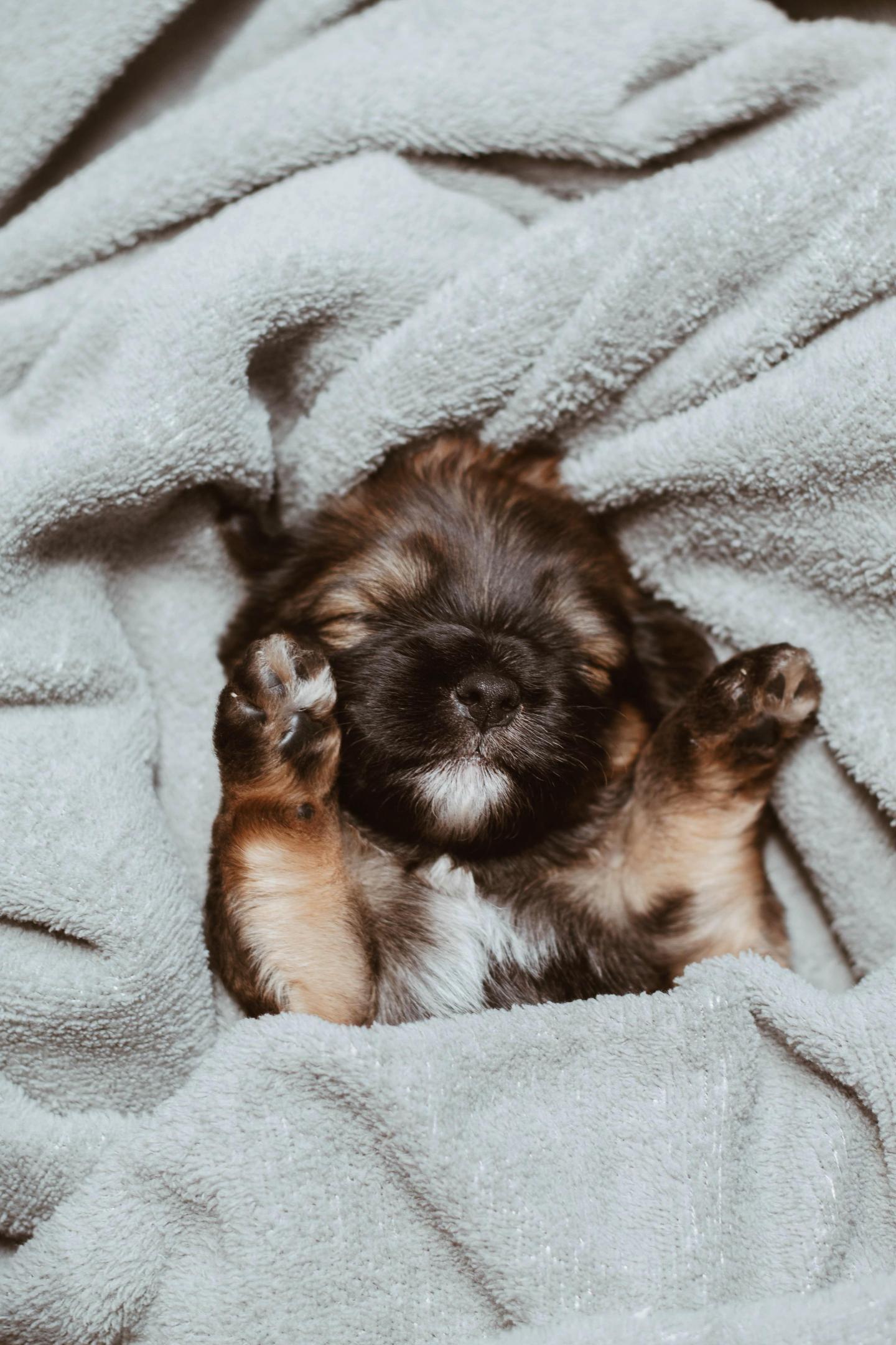 pet adoption; pet rescue; pet leave