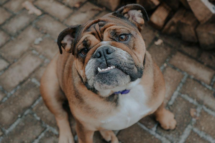 rescue dogs, underbite, american rescue dog show