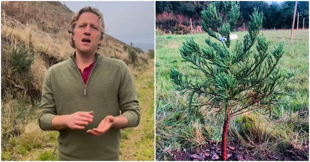 climate change, giant sequoia tree, one life one tree