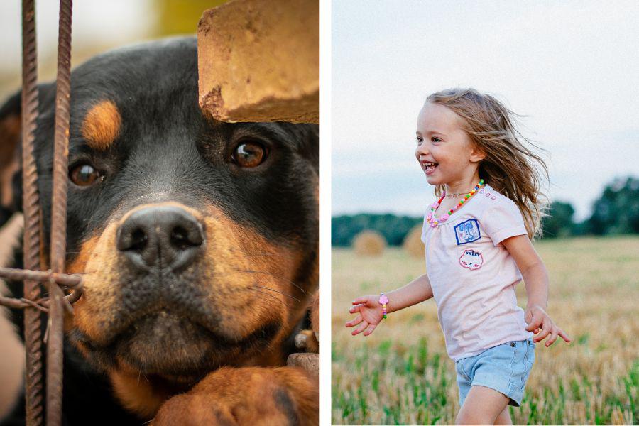 dog video; nursery rhymes; sweet video