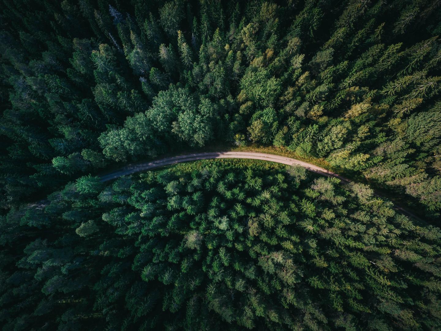 climate change; new trees; U.S. planting trees