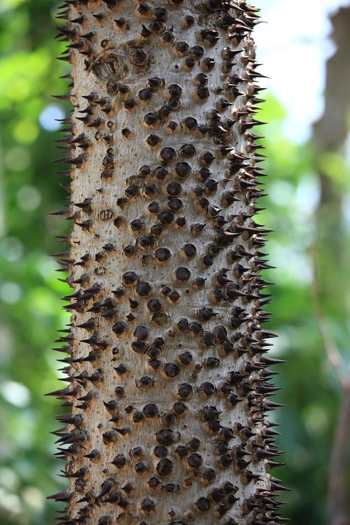 sandbox tree, deadly trees, exploding fruit