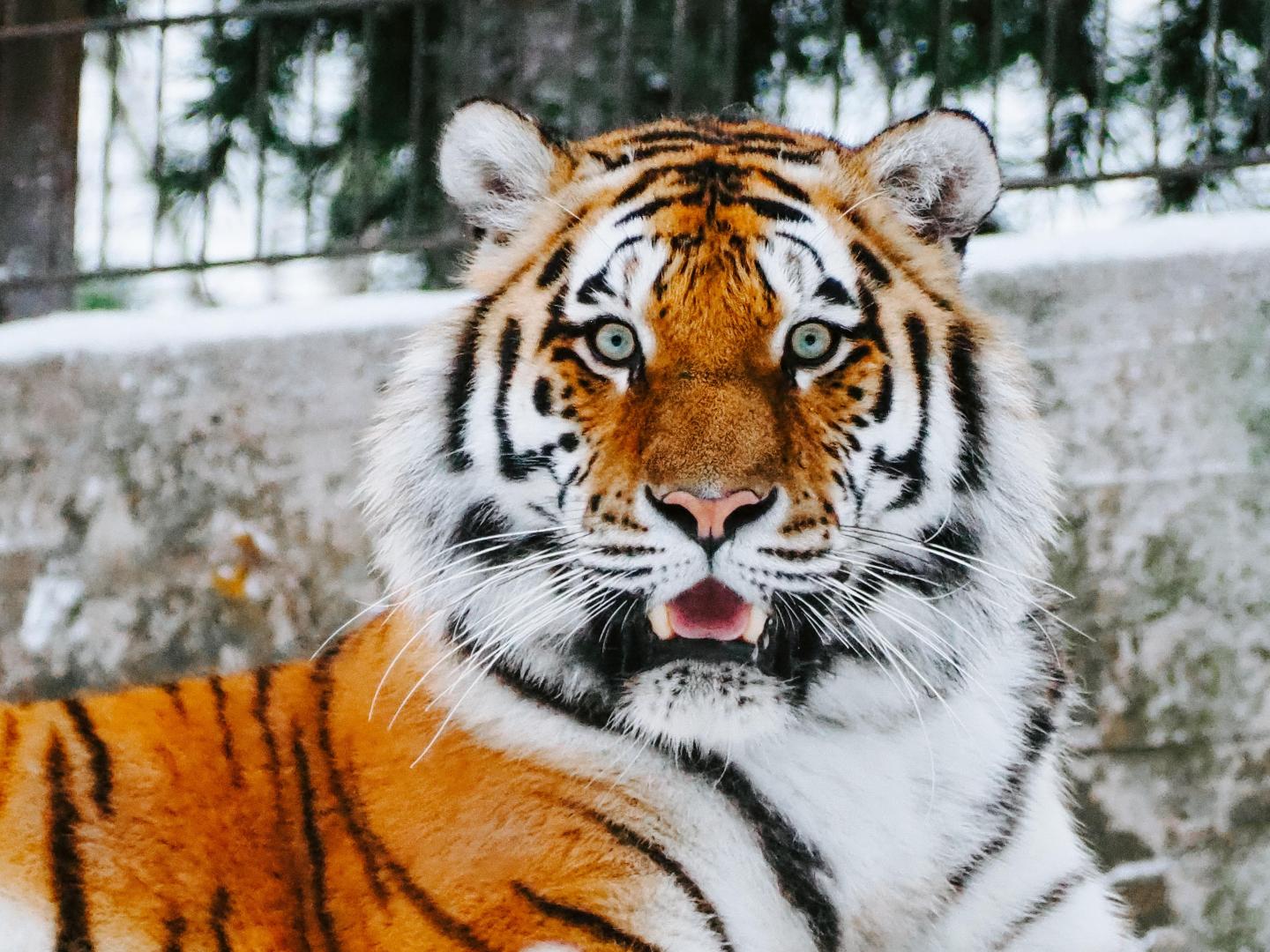 bengal tigers, tigers