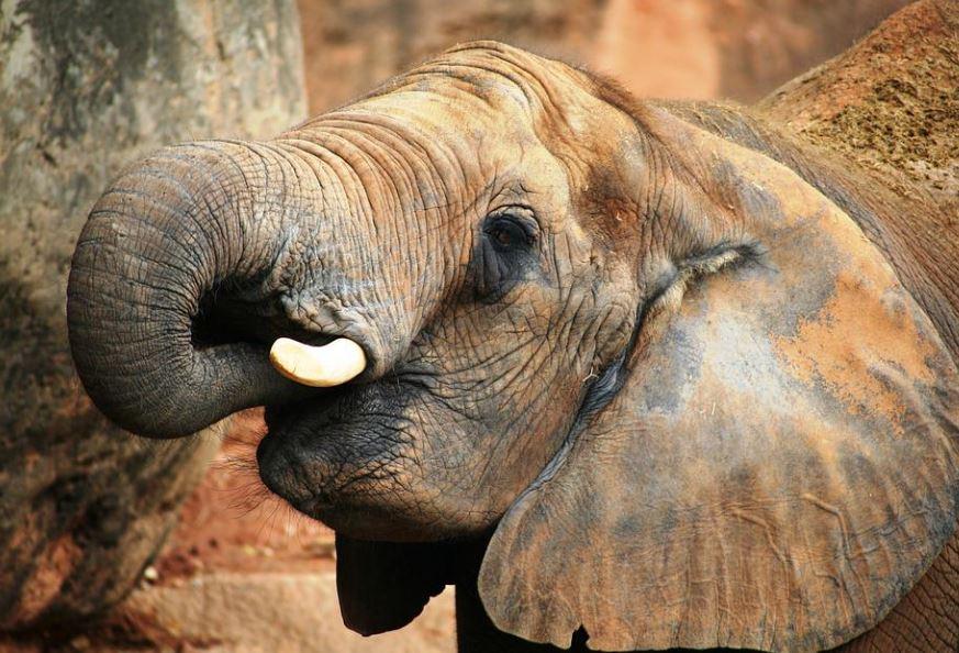 elephant, shandiao wild animal, elephant intelligence