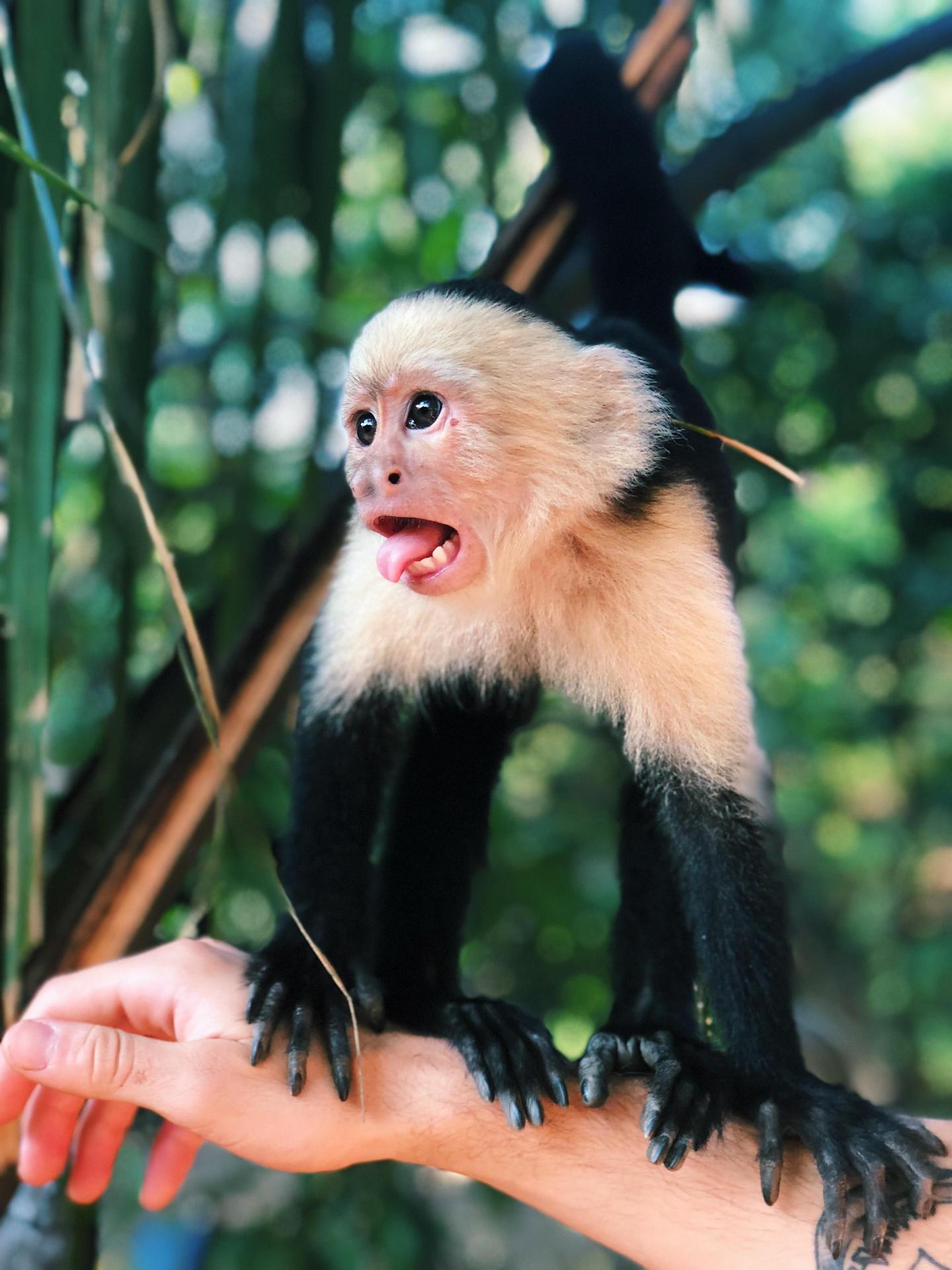 monkey prank 911 call, 911 call monkey, monkey calls 911