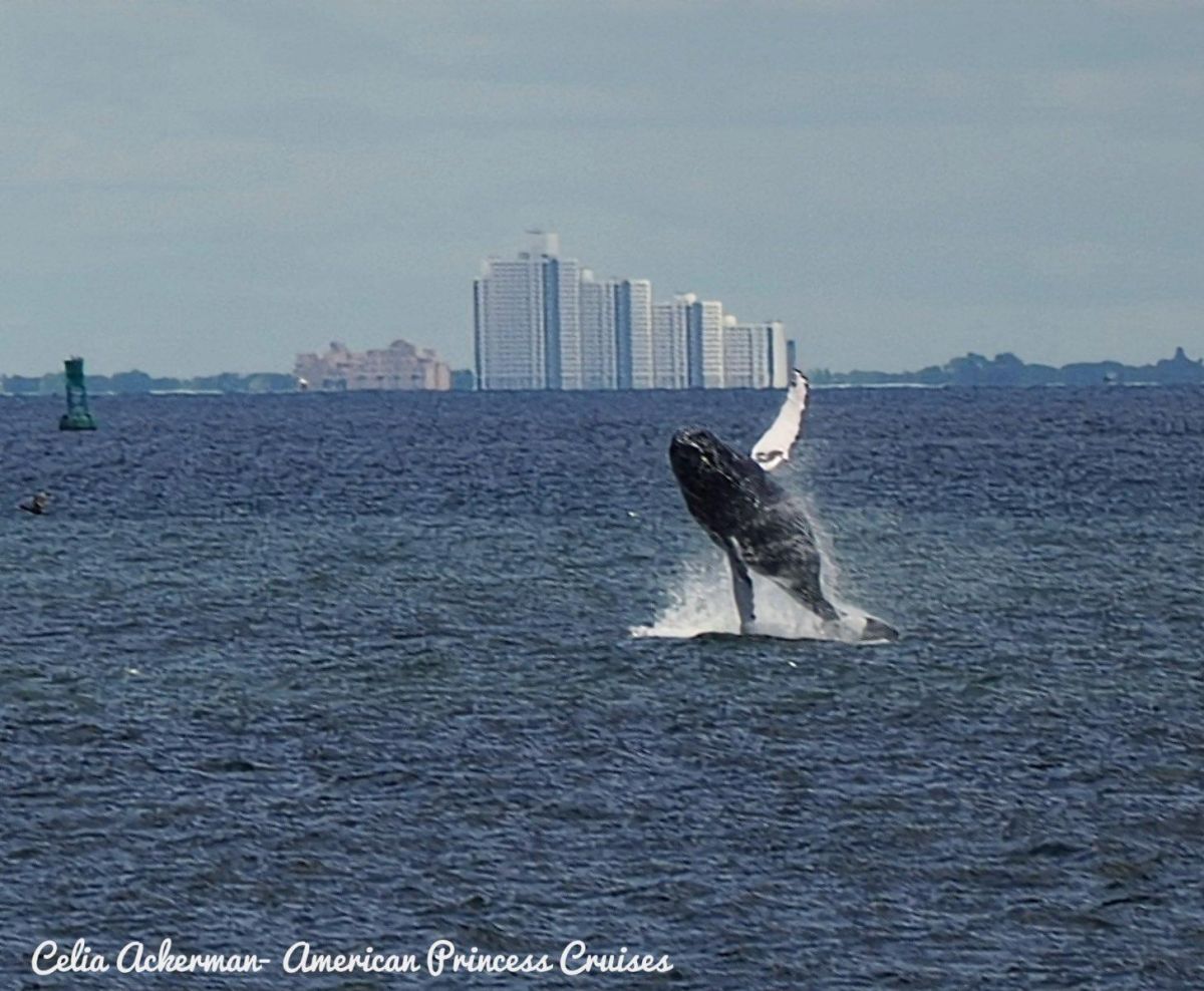 NINE WHALES VISIT NEW YORK CITY IN ONE DAY