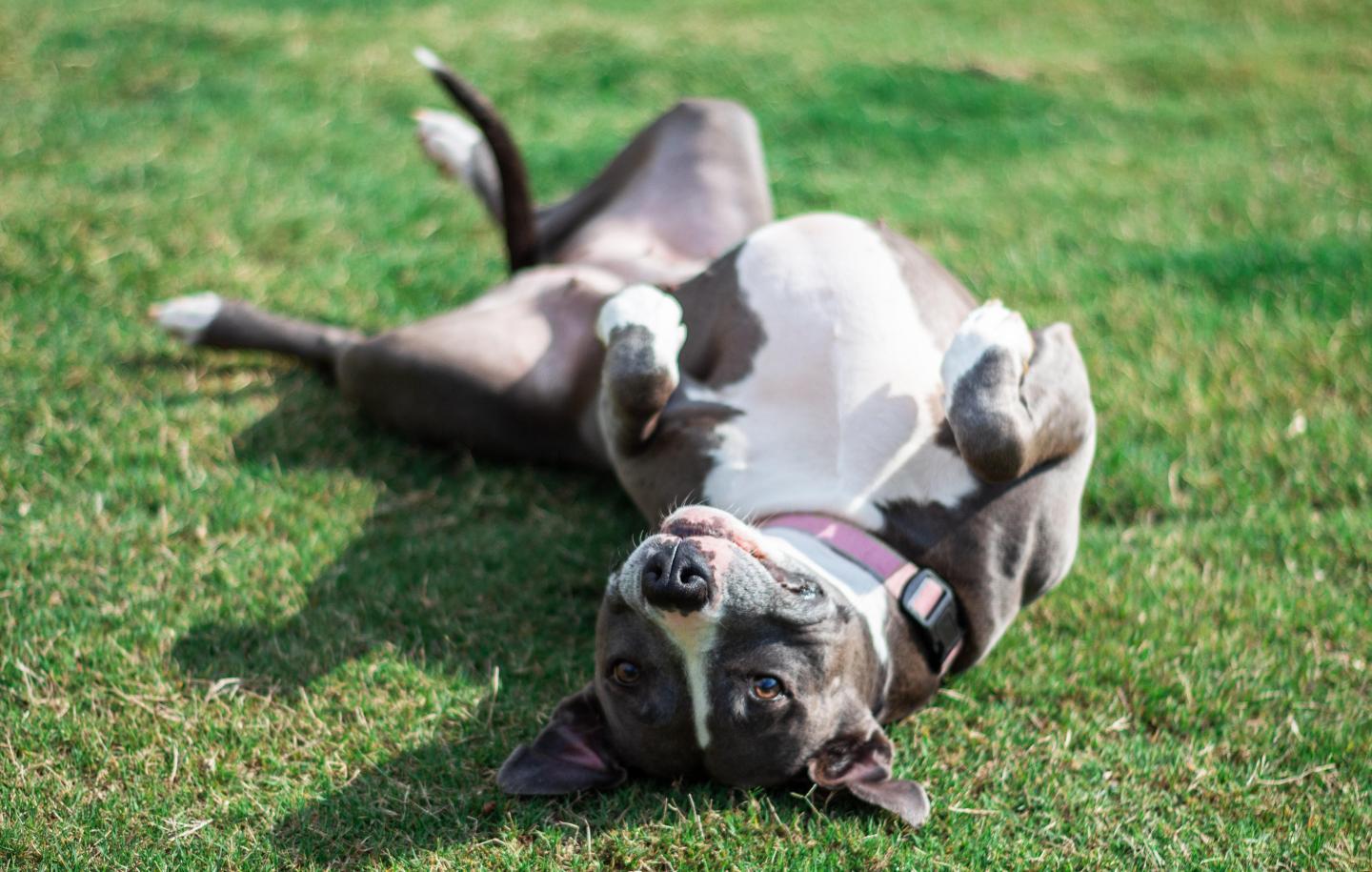 funny video; dog video; funny dogs; humor