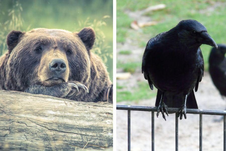 animals; animal videos; animal education;