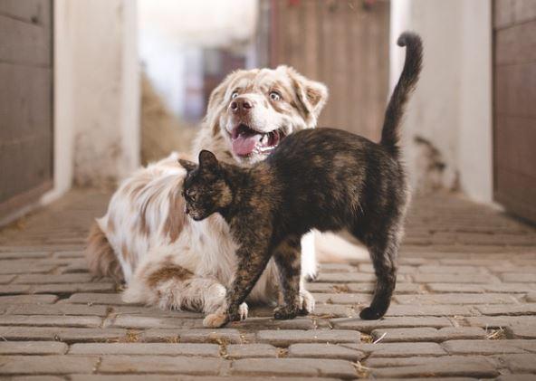 cats and dogs, woodle, dog owners