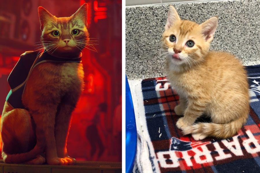 stray saves real cats, stray video game, stray twitch, stray livestream