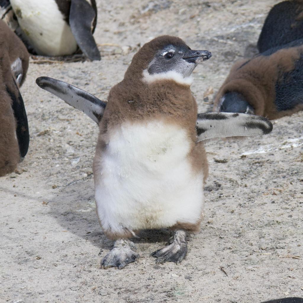 penguin; prosthetics; San Diego Zoo